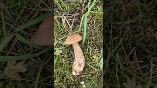 Brown birch bolete leccinum scabrum [upl. by Sacram]