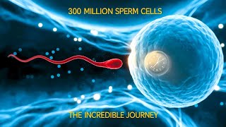 300 Million Sperm Cells The Incredible Journey [upl. by Beryle]