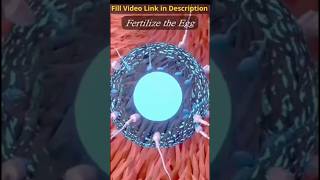 3D animation of spermatogenesis biology anime shorts [upl. by Sherie]