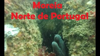 Moreia Norte de Portugal [upl. by Ecydnarb]