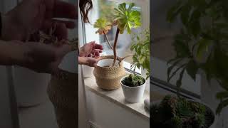 🕸️ 1 Tipp zur Pflege  Pflanzen in der Wohnung plants [upl. by Lotus]