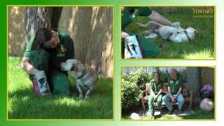 Hundevermittlung  JuniJuli 2013  TierheimTV Hannover [upl. by Nywloc385]