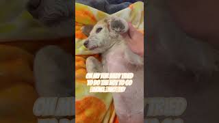 My dog dose the hot to go dance ￼ song music christmas cute [upl. by Einhapets551]