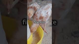 Dieta para gallinas productivas pte 1 [upl. by Danell920]