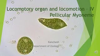 10Locomotory organ and locomotion in protozoa part IV [upl. by Kcirdle]