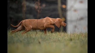 8 weeks old Hungarian Vizsla pointing  Anivellen FCI PRZYLASZCZKA [upl. by Cohbert]