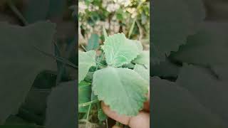 Ajwain plant benifi garden plant motivation viralvideo [upl. by Ivy]