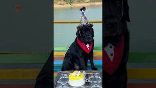 My Dogs Birthday Celebration  Dog Lover tredning shorts doglover [upl. by Don]