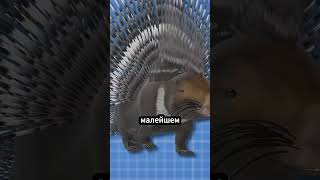 Как дикобразы используют свои иголки 🦔 животные [upl. by Nnylrats367]