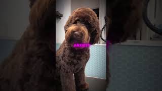 Meet The Labradoodle 40100 subscribers [upl. by Akina]