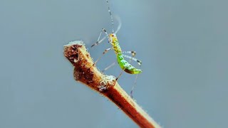 Ninfa de chinches asesino verde  insectos [upl. by Derr]