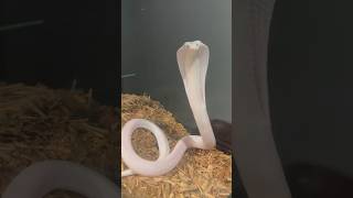 Leucistic Monocled Cobra 🤍☠️ Naja Kaouthia snake reptiles cobra pets trending shorts [upl. by Arianne]