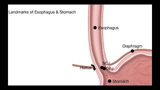 14751 LessonEsophagusAnatomy [upl. by Elletnahc]