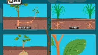 Buds formed in plants  Vegetative propagation  Biology [upl. by Everest]