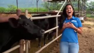 A cow licks the breast of a reporter [upl. by Cawley]