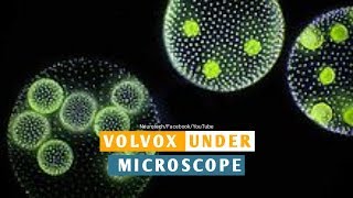 Volvox Properties Under Microscope Neurotech [upl. by Macomber995]