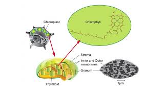 SITE OF PHOTOSYNTHESIS [upl. by Ylecara]