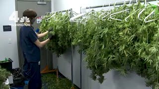 Inside a Virginia Marijuana Grow and Dispensing Operation [upl. by Epilif]