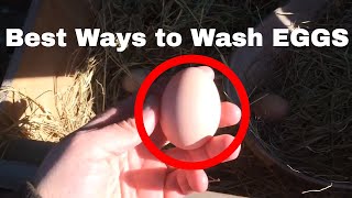 FAST And EASY Ways To Wash Your EGGS At Home [upl. by Notlad616]