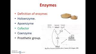 Enzymes apoenzyme cofactor holoenzyme prosthetic group [upl. by Hope]