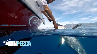 Pesca del TONNO ROSSO a DRIFTING dalla Barca con PARTENZA in DIRETTA [upl. by Ellimahs]