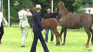 N 35 FORELOCKS YBO Strohen 2024 European Show Filly Foals Class 1 [upl. by Geilich]