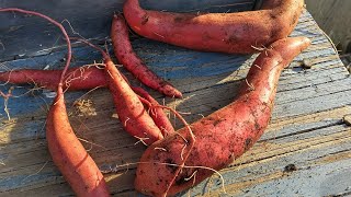 Pulling Sweet potatoes youtube gardening [upl. by Legnaesoj]