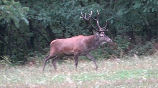 Jagd auf einen Lebenshirsch  Hirschbrunft  Jagdfilm Woodwalker  ep  1 [upl. by Ormand]