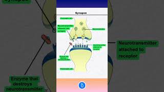 Synapse Nerves  Neurons  Neurotransmitters [upl. by Eanod]