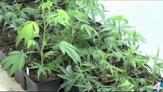 Push to legalize recreational marijuana in Florida [upl. by Imot490]