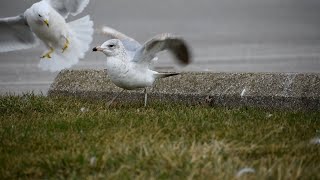 Ringbilled gull defending his territory in slow motion [upl. by Dhar749]