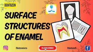 Enamel histology  Surface structures of Enamel  Perikymata  Imbrication lines [upl. by Itsirhc]