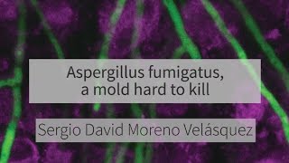 Aspergillus fumigatus a mold hard to kill [upl. by Nodnas817]