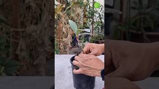 Grafting loquat tree with result👍 plantgodusa fruit graftingtactick garden gardening bonsai [upl. by Renelle]