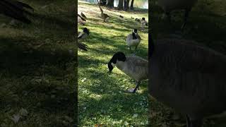 Geese React to Crow 😆 [upl. by Kidd]