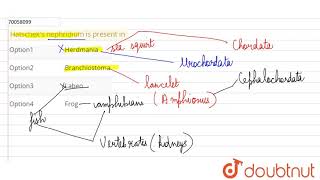 Hatscheks nephridium is present in [upl. by Ramso539]