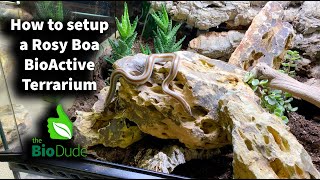 How to set up a Rosy Boa BioActive Terrarium with Mariah Healey creator of ReptiFilescom [upl. by Nylaret]