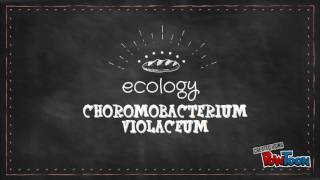 Chromobacterium violaceum [upl. by Ennahoj]