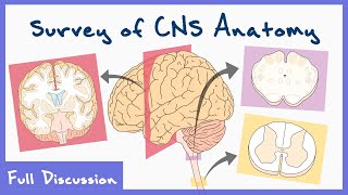 Anatomy Of The Central Nervous System Spinal Cord Brainstem Brain  Full discussion [upl. by Savitt727]