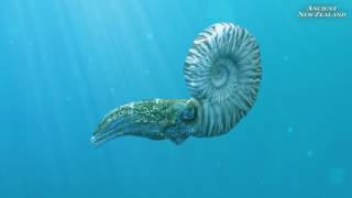 Mosasaur and Ammonite animation clips Ancient New Zealand [upl. by Chivers]