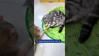 Jouet interactif pour chat amp chien [upl. by Marja]