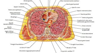 anatomie de loesophage [upl. by Elinnet]