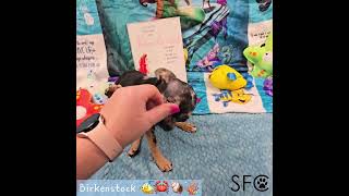 Birkenstock Ana amp Dallas litter quotDont worry be Hippiequot sfc chihuahua akcdogs [upl. by Sufur]