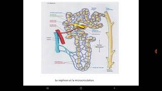 UE3 Histologie Renaleبالعربية  1 Histologie de l’Appareil Urinaire Partie 3 [upl. by Nylitak]