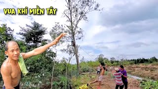 Vua Khỉ Cưa Cây Bạch Đàn Siêu Cao To Và Pha Hạ Nguyên Cây Đẳng Cấp Sawing a giant eucalyptus tree [upl. by Fabyola]