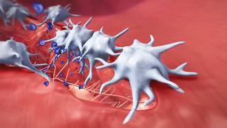 Coagulation Cascade Animation Physiology of Hemostasis [upl. by Dalston826]