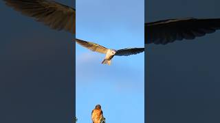 Mouse delivery white tailed kite birds wildlife birdofprey birdlovers mousehunt [upl. by Hsiwhem690]