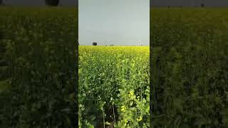 Sarso Ki Kheti nature sarsokikheti video shorts youtubeshorts viralvideo kheti sarson [upl. by Eelrefinnej]