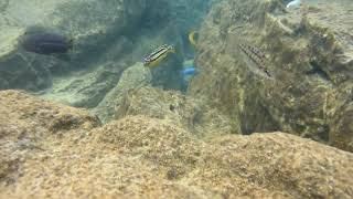 melanochromis auratus mitande rocks thumbi west malawi [upl. by Clemente]