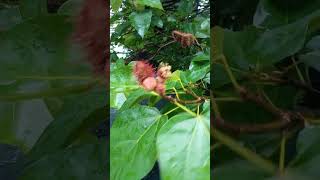 Achuete Bixa Orellanabeauty nature healthgardenrecipes [upl. by Nryhtak]